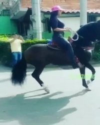 اسب نوازنده!