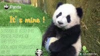 Balls Are Pandas' Best Friends! | iPanda