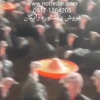 جوجه وتخم بوقلمون برنز