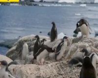 زخمی شدن جوجه پنگوئن توسط پنگوئن‌های بالغ