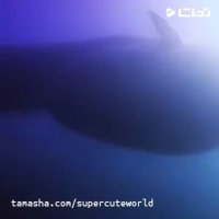 بلعیده شده توسط وال!