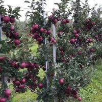 قیمت درخت پایه رویشی- نهال تک شاخه - نهالستان پارس