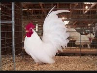 تخم نطفه دار انواع طیور و پرنده زینتی به کل کشور