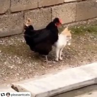 جواد خواجوی - رفتن پشت دیوار شیطونی