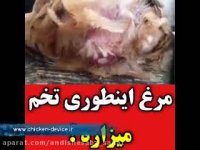 نحوه تخم گذاری مرغ