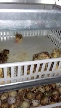 ویدیو جوجه کشی از بلدرچین در دستگاه جوجه کشی