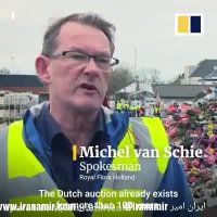 فصل گل لاله در هلند است