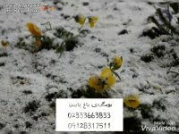 بومگردی باغ پایین در شهمیرزاد