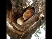 فروش انواع عسل