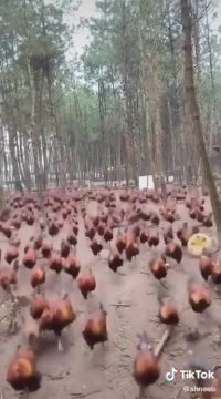 فیلم حمله حماسی و تاریخی ارتش لینچان بزرگ به امپراتوری قدرتمند اونچان کبیر - تیک تاک