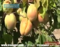 باغ جادو در همدان که توسط کشاورز نابغه ایرانی ایجاد شده است !