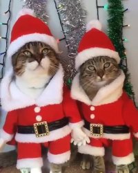 گربه های کریسمسی