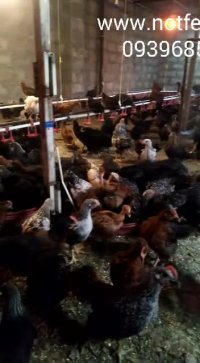 #نیمچه-محلی-تخمنطفهدار-جوجه-بوقلمونگوشتی