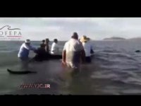 تلاش برای نجات نهنگ غول پیکر گرفتار شده 