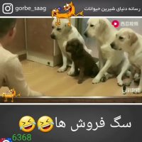 سگا هم همدیگه رو میفروشن صداگذاری روی فیلم یعقوب