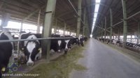 فیلم علمی صنعتی استفاده از دستگاه بهروب در گاوداریها