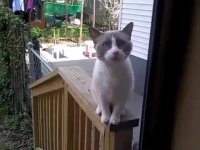 حرف زدن گربه