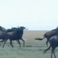 شکار گاومیش تسط پلنگ ها