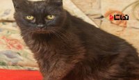 گربه ای که پس از  15 سال پیدا شد!