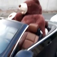 خرسه گنده رو نگاههههههه