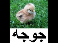 جیک جیک جوجه‌هایم