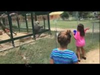 حمله یک بابن به دو دختربچه در باغ وحش