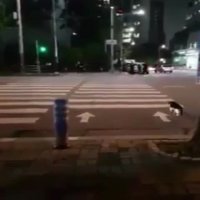 گربه های کشور ژاپن هم میتونن فکر کنن!