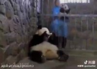 پاندای مهربان