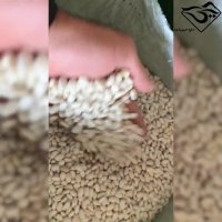 فروش لوبیا سفید خمین