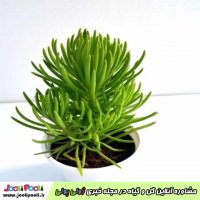 مشاوره آنلاین گیاهان آپارتمانی+ مشاوره رایگان گیاهان آپارتمانی