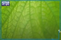 ماجرای جنجالی سبزی های آلوده در مشهد