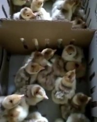 جوجه یکروزه بوربون اصل