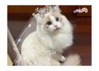 محمد خلیل سرباز  و  حنانه حسینی قلعه حیوانات