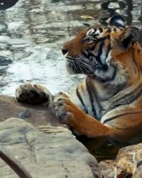 نشستن ببر در آب برای خنک نگه داشتن خودش در تابستان