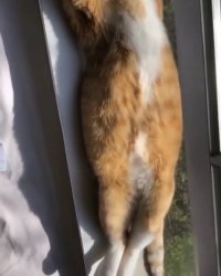 گربه در حال آفتاب گرفتن