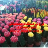 دستگاه ابکاری فانتاکروم/دستگاه مخمل پاش09127692842