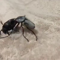 تا حالا دیدید دو تا سوسک دعوا کنند؟