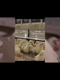 فروش جوجه یکروزه تجارتی فروش تخم مرغ