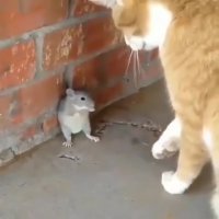 تام و جری در دنیای واقعی