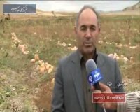 برداشت کدو تنبل