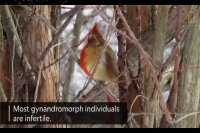 کاردینال دو جنسه - آشنایی با نادر ترین گونه کاردینال