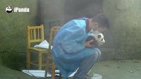 Cute panda baby 'becomes' nanny's table.