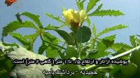 خواص بامیه؛ بهترین برای مبارزه با بیماری های مقاربتی