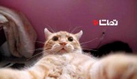کلیپ جالب گربه ها - 1