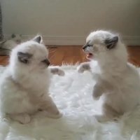 بچه گربه های بامزه