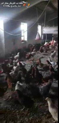 شرکت طیوران صنعت جنوب بوشهر