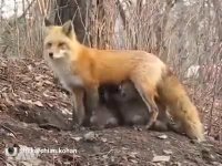 شیر دادن روباہ مادہ به توله خرس هایی که مادرشان شکار شده!