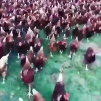 شرکت طیوران صنعت جنوب بوشهر