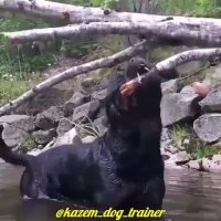 Kazemdogtrainer مربی و رفتارشناس سگ ـ رفع ناهنجاری سگها  جویدن در سگها