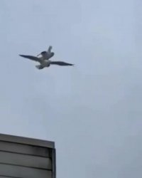 چیزهای خنده دار اینستا : سواری گرفتن از دوست